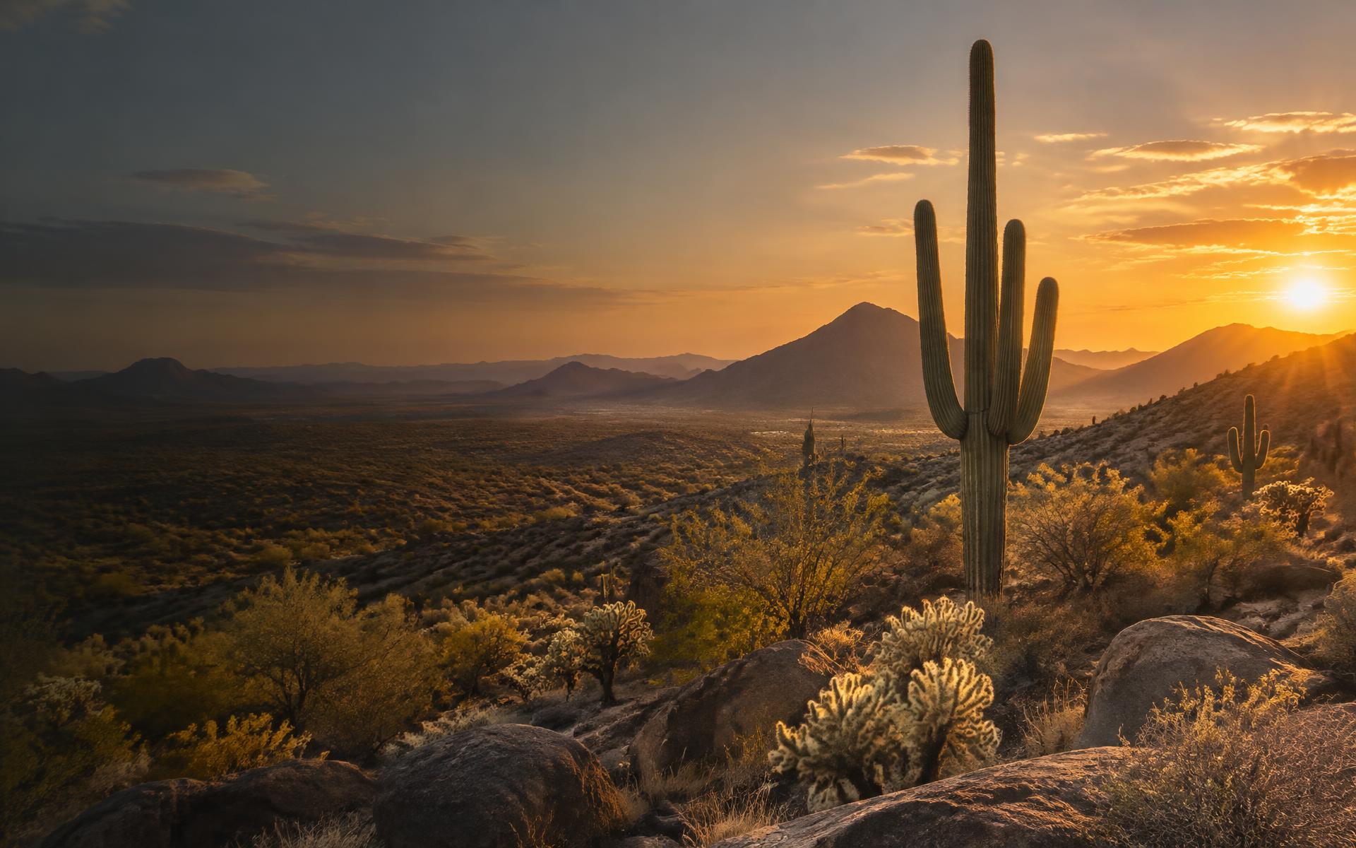 Saguaro overlooking the Sonoran Desert at sunset